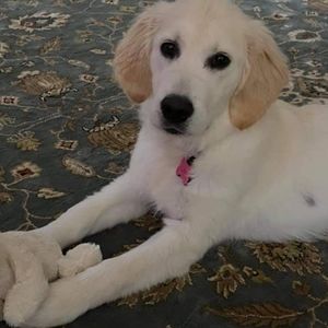 Meet your Posher, palmapeach